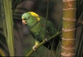 Yellow-Naped Amazon Parrot, amazona auropalliata, Adult standing on Branch Royalty Free Stock Photo