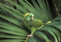 Yellow-Naped Amazon Parrot, amazona auropalliata, Adult standing on Branch Royalty Free Stock Photo