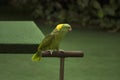 Yellow-naped amazon parrot, Amazona auropalliata, Jurong Bird Park Royalty Free Stock Photo