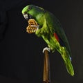 Yellow-naped amazon parrot eat waffle