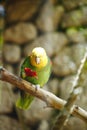 Yellow-naped Amazon Parrot Royalty Free Stock Photo