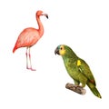 Yellow Naped Amazon Parrot. flamingo isolated on Royalty Free Stock Photo