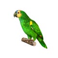 Yellow Naped Amazon Parrot Royalty Free Stock Photo