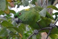 Yellow-naped Amazon Parrot perched in tree (1) Royalty Free Stock Photo