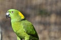 Yellow naped parrot: Amazona auropalliata