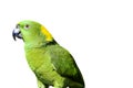 Yellow naped parrot: Amazona auropalliata