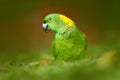 Yellow-naped Parrot, Amazona auropalliata, portrait of light green parrot with red head, Costa Rica. Detail close-up portrait of b Royalty Free Stock Photo