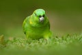 Yellow-naped Parrot, Amazona auropalliata, portrait of light green parrot with red head, Costa Rica. Detail close-up portrait of b Royalty Free Stock Photo