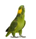 Yellow-naped parrot looking back (6 years old) Royalty Free Stock Photo