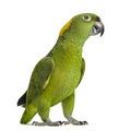 Yellow-naped parrot looking at the camera (6 years old) Royalty Free Stock Photo
