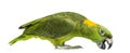 Yellow-naped parrot pecking (6 years old), isolated