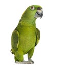 Yellow-naped parrot (6 years old), isolated Royalty Free Stock Photo