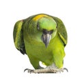 Yellow-naped parrot (6 years old), isolated Royalty Free Stock Photo