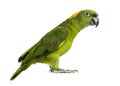 Yellow-naped parrot (6 years old), isolated