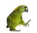 Yellow-naped parrot (6 years old), isolated