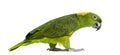 Yellow-naped parrot (6 years old) walking, isolated Royalty Free Stock Photo