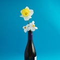 Yellow narcis and white spring flowers in a botlle of wine on a blue background,minimal composition
