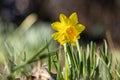 Yellow Narcisseae in the garden Royalty Free Stock Photo