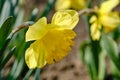 Yellow narcisses in spring Royalty Free Stock Photo