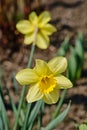 Yellow narcisses in spring Royalty Free Stock Photo
