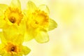 Yellow narcissi Royalty Free Stock Photo