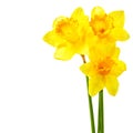 Yellow narcissi Royalty Free Stock Photo