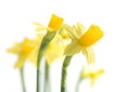 Yellow narcissus