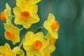 Yellow narcissus