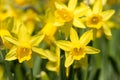 Yellow narcissus