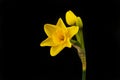 Yellow narcissus against black Royalty Free Stock Photo