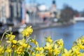 Yellow narcissus against a blurred river on background