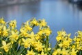 Yellow narcissus against a blurred river on background