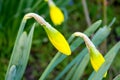 Yellow narcissus, also known as lent lily, is just before flowering and is the best-known plant from the narcissus genus