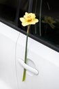 Yellow narcissus behind a car wiper. Women`s Day Royalty Free Stock Photo