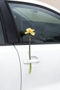 Yellow narcissus behind a car wiper. Women`s Day Royalty Free Stock Photo