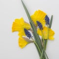 Yellow Narcissus and a bleubell