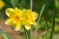 Yellow narcissus bloomed Royalty Free Stock Photo