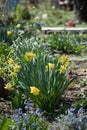 Yellow narcissus in blossom Royalty Free Stock Photo