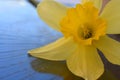 Narcissus on blue glass isolated beauty