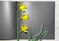 Yellow narcissus in book. spring beauty flower. gift card Royalty Free Stock Photo