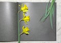 Yellow narcissus in book. spring beauty flower. gift card Royalty Free Stock Photo
