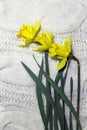 Yellow narcissus in book. spring beauty flower. gift card Royalty Free Stock Photo