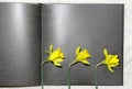 Yellow narcissus in book. spring beauty flower. gift card Royalty Free Stock Photo