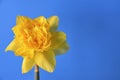 Yellow narcissus or daffodil flower on a blue background with space for text.Spring concept. Royalty Free Stock Photo