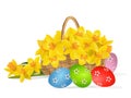 Yellow narcissus or daffodil flowers in the basket isolated on white