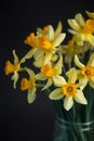 Yellow narcissus or daffodil flowers on black background. Selective focus. Place for text. Royalty Free Stock Photo