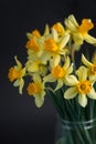 Yellow narcissus or daffodil flowers on black background. Selective focus. Place for text. Royalty Free Stock Photo