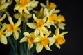 Yellow narcissus or daffodil flowers on black background. Selective focus. Place for text. Royalty Free Stock Photo