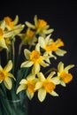 Yellow narcissus or daffodil flowers on black background. Selective focus. Place for text. Royalty Free Stock Photo