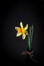 Yellow narcissus or daffodil flowers on black background. Selective focus. Place for text. Royalty Free Stock Photo